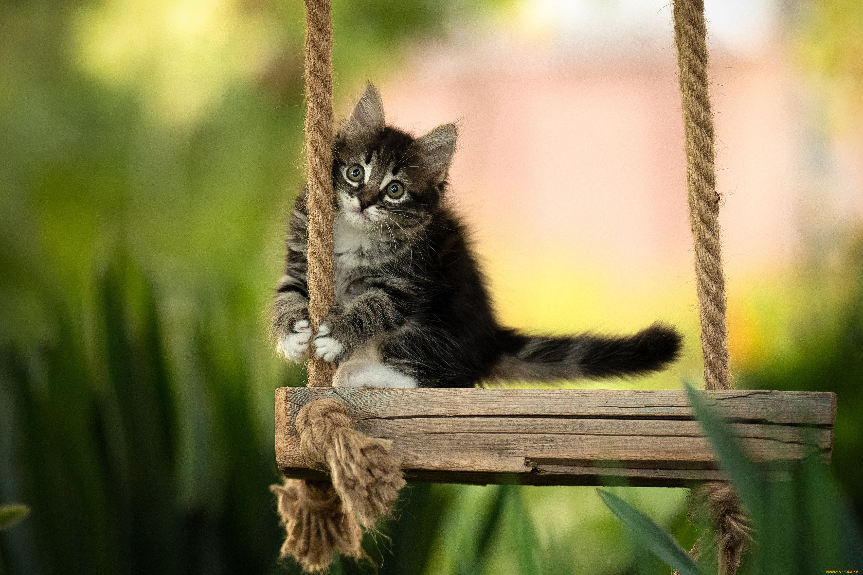 ��������, ����, ���, �����, ������